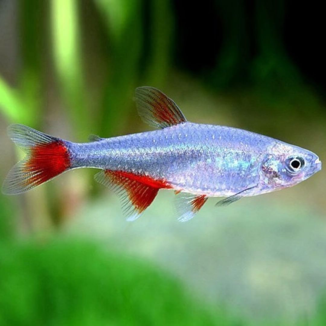 Glass tetra sale fish price